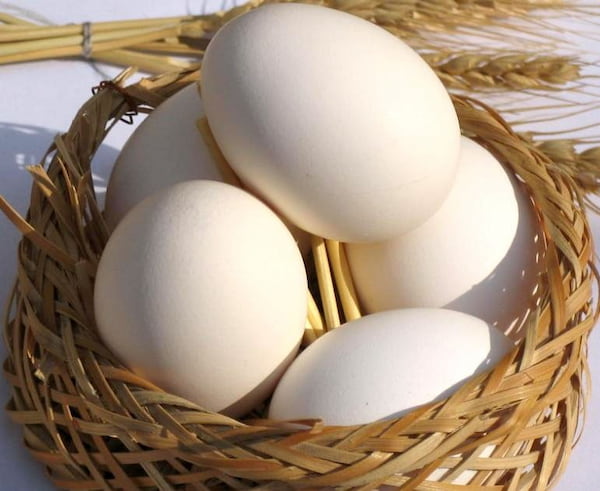 تصویر 5 از خرید و قیمت تخم مرغ هموژنیزه + فروش عمده