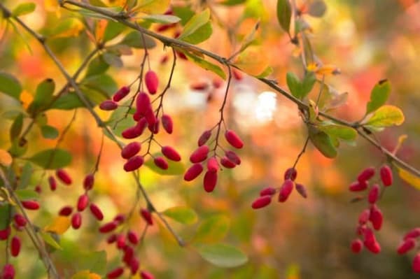 تصویر 5 از معرفی زرشک کوهی لرستان + بهترین قیمت خرید