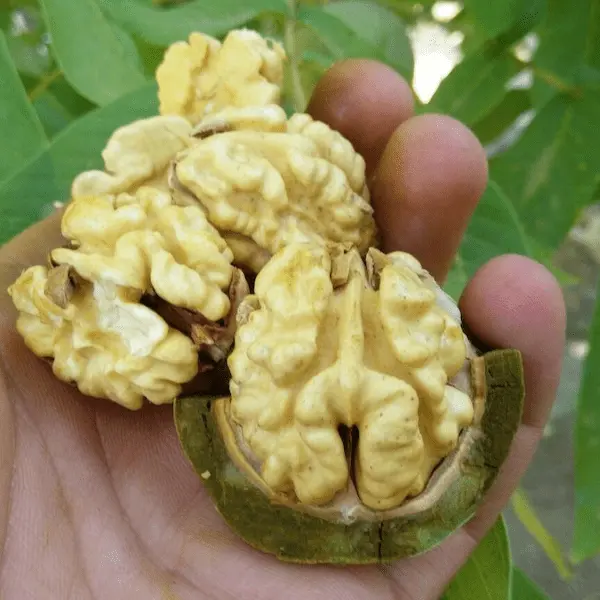 راهنمای خرید مغز گردو تازه + قیمت عالی