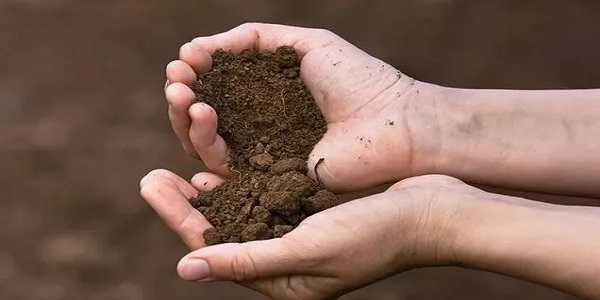 تصویر 2 از قیمت خاک پرومکس مرغوب + خرید باور نکردنی