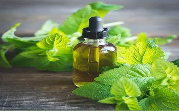 تصویر 2 از خرید و قیمت اسانس گیاه نعنا + فروش عمده