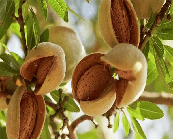 تصویر 4 از قیمت بادام محلی مامایی + پخش تولیدی عمده کارخانه