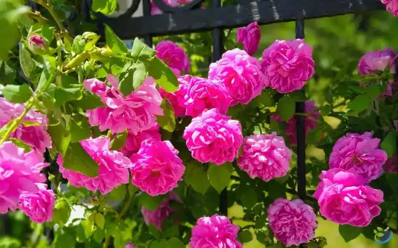 تصویر 3 از قیمت خرید گل محمدی تازه عمده به صرفه و ارزان