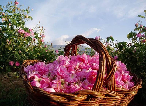 تصویر 1 از خرید و فروش گل محمدی شیراز با شرایط فوق العاده