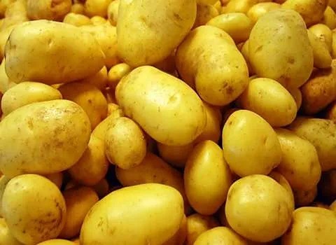 تصویر 2 از خرید سیب زمینی آگریا اردبیل + قیمت عالی باکیفیت