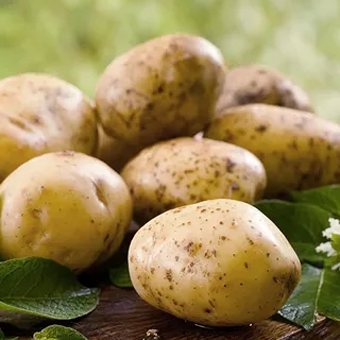 تصویر 5 از خرید سیب زمینی آگریا اردبیل + قیمت عالی باکیفیت