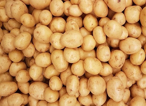 تصویر 1 از سیب زمینی رانومی اصفهان