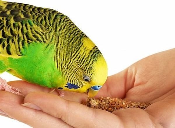 تصویر 3 از راهنمای خرید مکمل پروبیوتیک پرندگان + قیمت عالی
