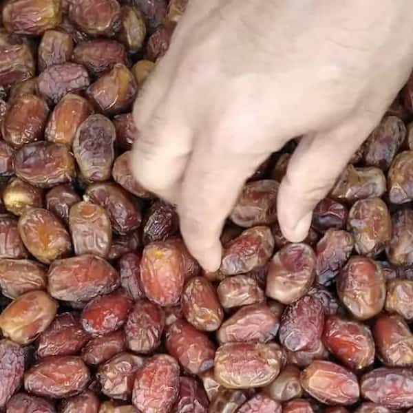 تصویر 5 از خرید و قیمت خرما هلیله خشک + فروش عمده