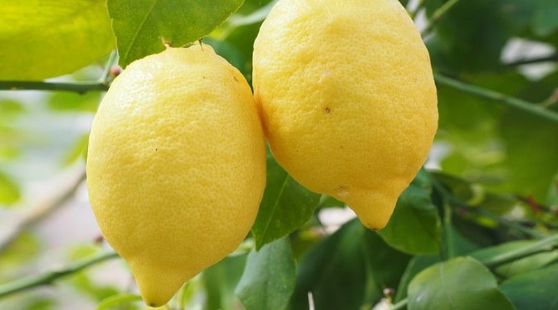 تصویر 4 از فروش لیمو ترش شیرازی + قیمت خرید به صرفه