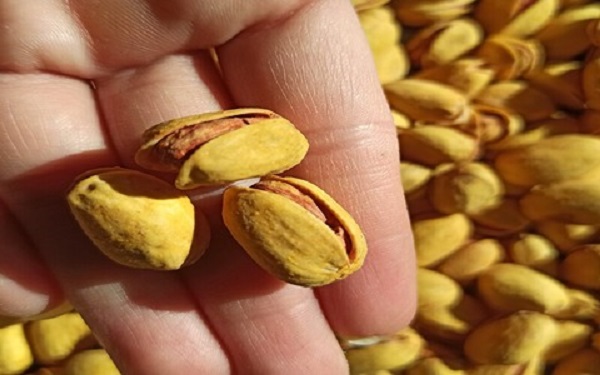 تصویر 4 از قیمت پسته احمد آقایی زعفرانی + خرید باور نکردنی