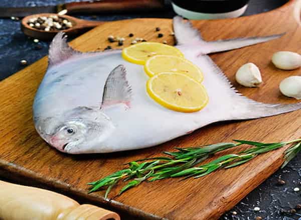 تصویر 5 از خرید و قیمت ماهی حلوای سفید + فروش عمده