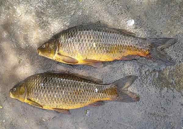 تصویر 4 از خرید و قیمت ماهی کپور نقره ای + فروش عمده