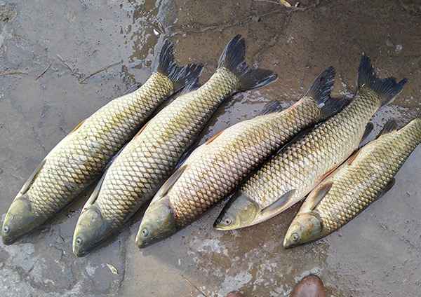 تصویر 1 از خرید و قیمت ماهی کپور نقره ای + فروش عمده