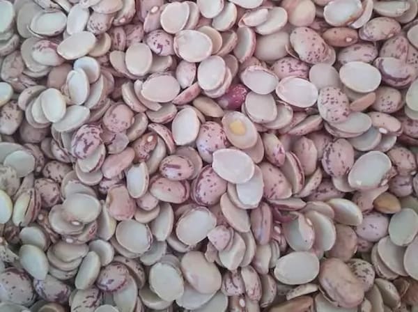 تصویر 4 از خرید لپه لوبیا چیتی + قیمت فروش استثنایی