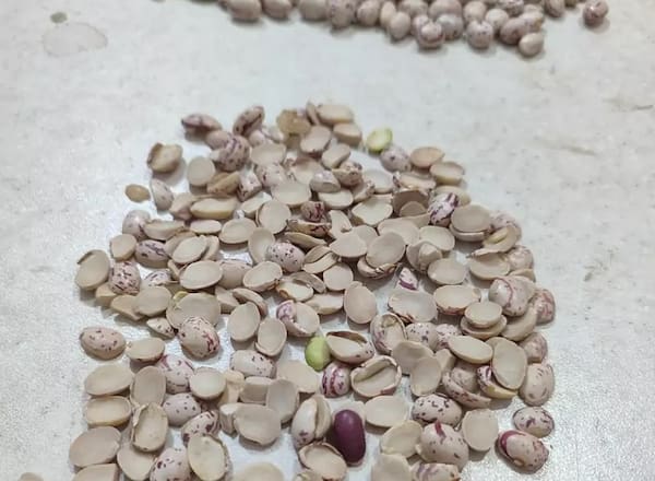 تصویر 3 از خرید لپه لوبیا چیتی + قیمت فروش استثنایی