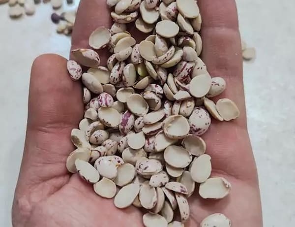 تصویر 2 از خرید لپه لوبیا چیتی + قیمت فروش استثنایی