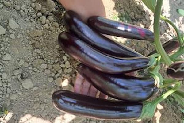 تصویر 5 از فروش بادمجان گلخانه ای ورامین +  قیمت خرید به صرفه