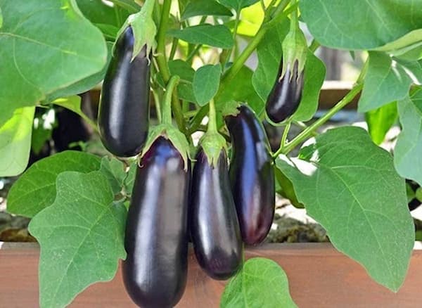 تصویر 4 از فروش بادمجان گلخانه ای ورامین +  قیمت خرید به صرفه