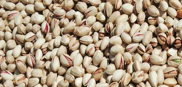 تصویر 5 از خرید پسته اکبری خام + قیمت فروش استثنایی