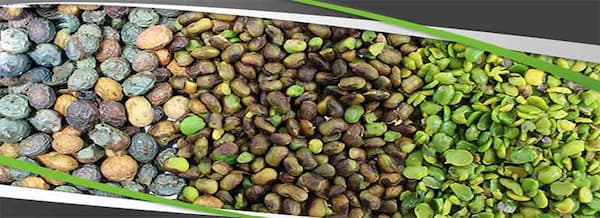 تصویر 1 از قیمت خرید پسته کوهی کردستان + فروش ویژه