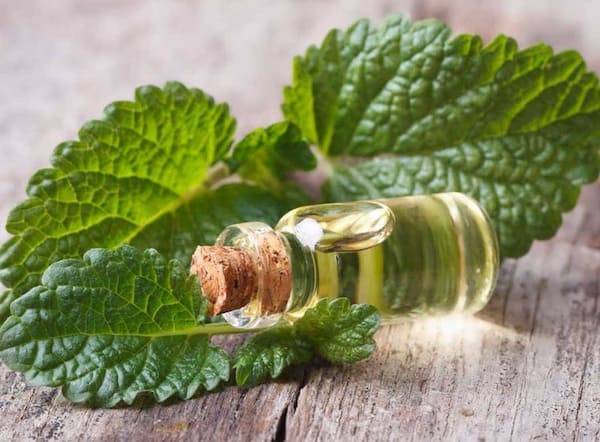 تصویر 3 از راهنمای خرید عرق نعنا دو آتیشه + قیمت عالی