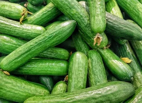 تصویر 1 از قیمت خرید خیار سبز محلی عمده به صرفه و ارزان