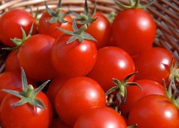 تصویر 2 از گوجه‌ فرنگی ارگانیک مخصوص رب + کیفیت عالی
