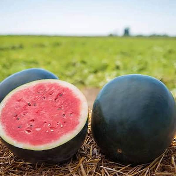 تصویر 3 از قیمت خرید هندوانه گرد سیاه  با فروش عمده