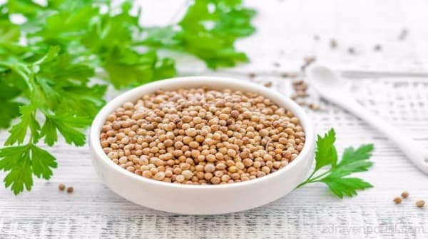 تصویر 4 از قیمت خرید تخم گشنیز پاک شده با فروش عمده