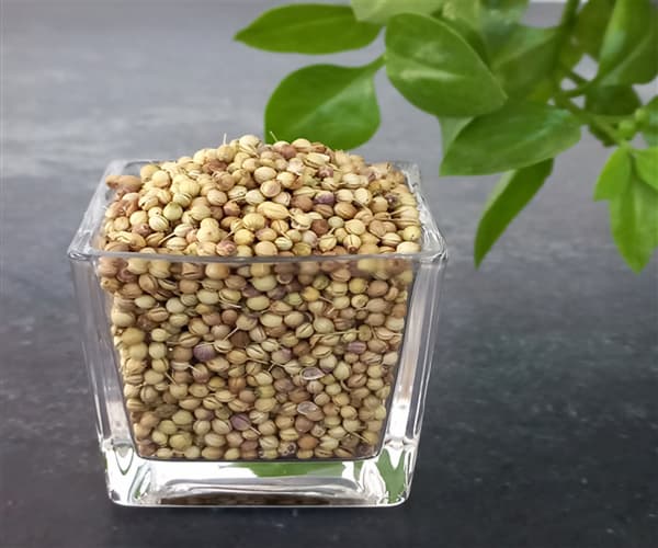 تصویر 5 از خرید و قیمت تخم گشنیز عمده + فروش عمده