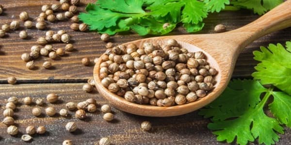 تصویر 5 از فروش تخم گشنیز توپی + قیمت خرید به صرفه
