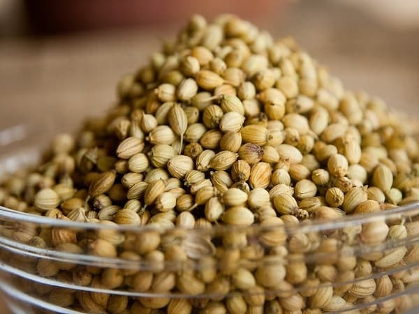 تصویر 3 از فروش تخم گشنیز توپی + قیمت خرید به صرفه