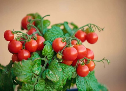 تصویر 3 از قیمت گوجه فرنگی گیلاسی با کیفیت ارزان + خرید عمده