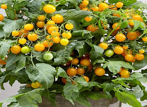 تصویر 1 از قیمت گوجه فرنگی گیلاسی با کیفیت ارزان + خرید عمده