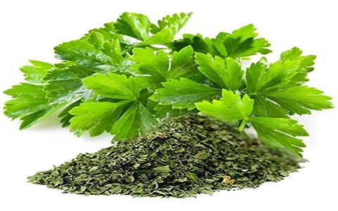تصویر 1 از فروش برگ گشنیز خشک + قیمت خرید به صرفه