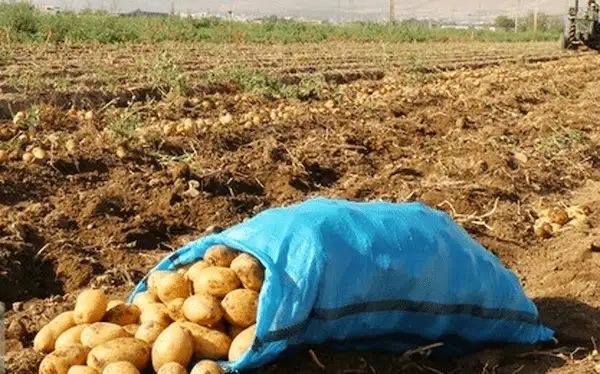 تصویر 1 از خرید سیب زمینی آگریا اردبیل + قیمت فروش استثنایی