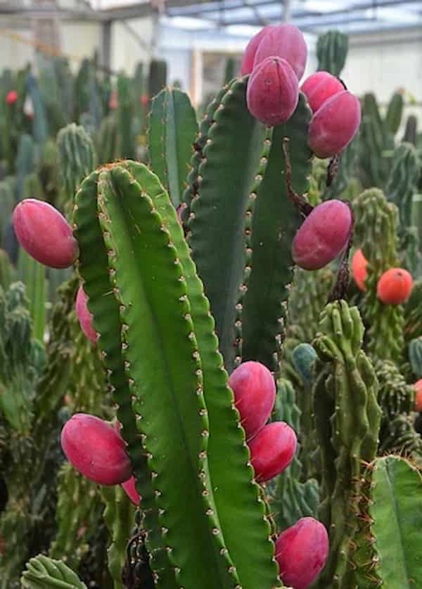 تصویر 2 از خرید نهال کاکتوس رنگی  میوه دار + قیمت فروش استثنایی