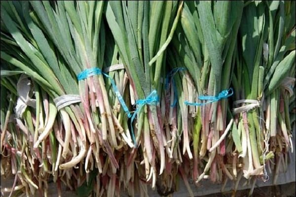 تصویر 1 از قیمت خرید گیاه برگ سیر با فروش عمده