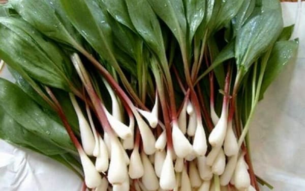 تصویر 3 از قیمت خرید گیاه برگ سیر با فروش عمده