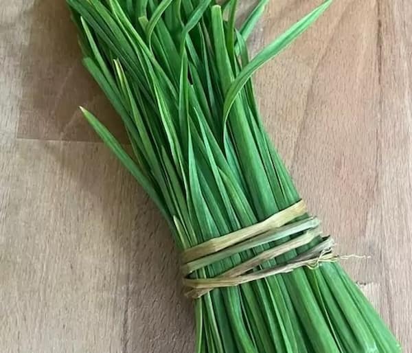 تصویر 4 از خرید و فروش گیاه سیر کوهی با شرایط فوق العاده