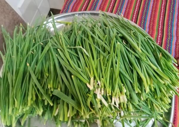 خرید و فروش گیاه سیر کوهی با شرایط فوق العاده