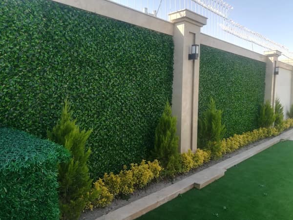 تصویر 5 از قیمت خرید گرین وال برگ ریحون + فروش ویژه