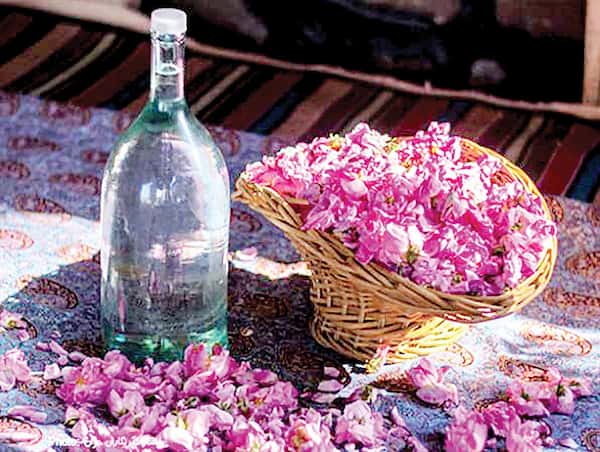 تصویر 3 از خرید و فروش گل محمدی داراب با شرایط فوق العاده
