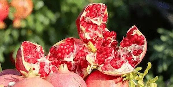 تصویر 4 از قیمت خرید سلول بنیادی انار عمده به صرفه و ارزان