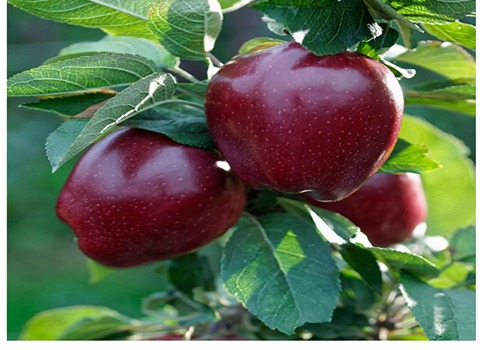 تصویر 4 از قیمت سیب گلاب گرمسیری + خرید باور نکردنی