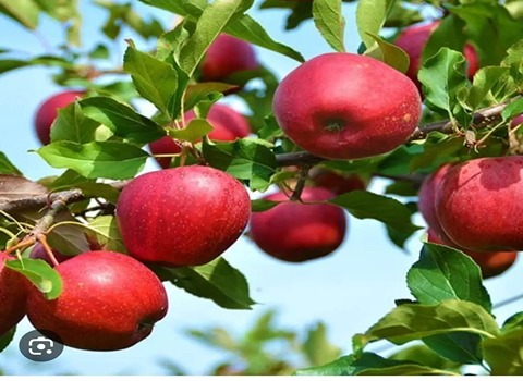 تصویر 3 از قیمت سیب گلاب گرمسیری + خرید باور نکردنی