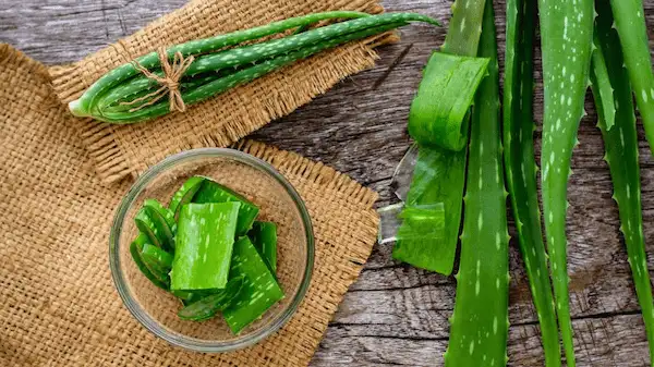 تصویر 4 از قیمت خرید اسانس طبیعی آلوئه ورا با فروش عمده