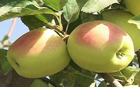 تصویر 5 از قیمت خرید سیب زرد سمیرم + فروش ویژه