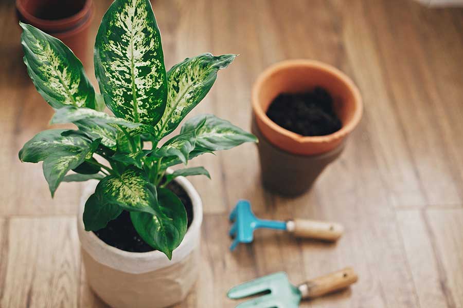 تصویر 5 از قیمت خرید گیاه دیفن باخیا با فروش عمده